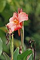 10. Hibrid kanna (Canna hybrida) virága és leveles hajtása a Kilimandzsáró oldalán (javítás)/(csere)