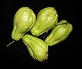 Chayote as harvested (Kattappana, India)