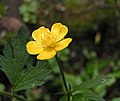 Creeping buttercup (Ranunculus repens)