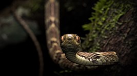 Portrait of a snake Pope Slugs Photograph: RafaelMenegucci