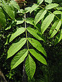 Fraxinus nigra