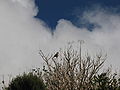 Pinsà de les Açores (Fringilla coelebs moreletti) fotografiat a l'illa de São Jorge