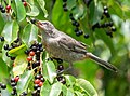 Image 51Gray catbird with a chokeberry in Prospect Park