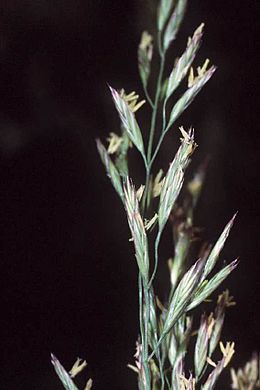 Réti csenkesz (Festuca pratensis)