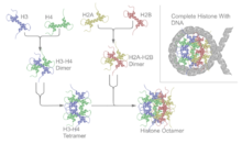 Nucleosome structure.png