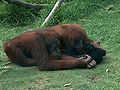 Orangs-outans jouant avec un siamang.