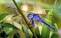 Orthetrum brunneum