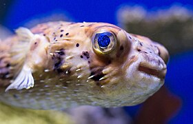 Pufferfish (Tetraodontidae).