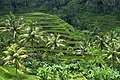 Image 25Rice terraces in Bali (from Tourism in Indonesia)