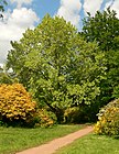 Taschentuchbaum, Person zum Größenvergleich neben dem Stamm