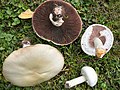 Agaricus arvensis