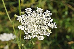 Daucus Carota