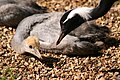 Chick with parent