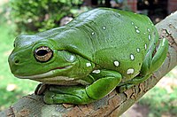 Australijska zelena gatalinka (Litoria caerulea)