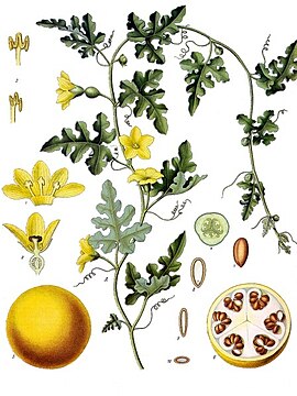 Citrullus colocynthis fra Koehler's Medicinal-Plants (1887).