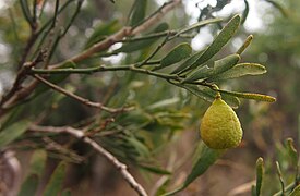 Citrus glauca (« lime du désert »)