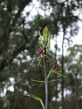 Соцветие Cryptostylis leptochila