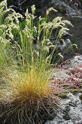 Festuca eskia