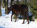 Ce cheval est très proche d'un bai-brun, mais la teinte « marron foncé » de ses crins et du bas de ses jambes révèlent un alezan brûlé.