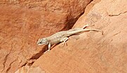 Plateau fence lizard (Sceloporus tristichus), Uintah County, Utah, USA (9 June 2012)