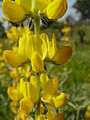 Lupinen (Lupinus spec)