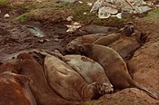 Zeeolifanten in een modderbad.