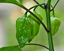 Unripe Naga Jolokia (Naga Morich) Chillies