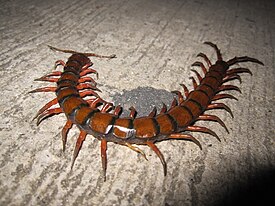 Гигантская сколопендра (Scolopendra gigantea)