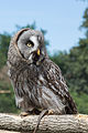 22. Szakállas bagoly (Strix nebulosa) a ZooParc de Beauval területén (Saint-Aignan, Franciaország) (javítás)/(csere)