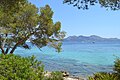 A pine tree in Formentor inspired the local poet Miquel Costa i Llobera