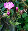 Silene dioica (dicasi)