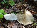 !!!Clitocybe phyllophilla sin. cerussata!!!