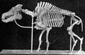 Squelette de Daeodon