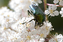 Cétoine dorée s'alimentant.