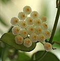 Hoya lacunosa