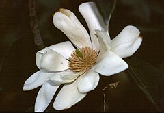 Description de l'image Magnolia doltsopa.jpg.