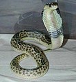 Javan spitting cobra