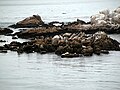 Foci la Point Lobos, California