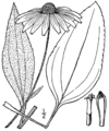 Rudbeckia grandiflora