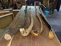 Shillelaghs in various stages of completion.