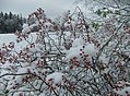 Šípky růže mnohokvěté (Rosa multiflora) jsou drobné