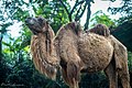 Bactrian camel