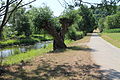 Radweg im Flusstal, Flachland (Taubertalradweg zwischen Tauberscheckenbach und Bettwar)