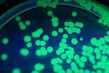 緑色蛍光タンパク質遺伝子を組み込んだ大腸菌