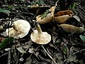 !Tricholoma acerbum!