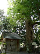 大川神社の大杉