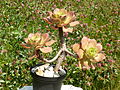 Aeonium valverdense