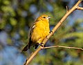 Image 106Female/immature Baltimore oriole in Green-Wood Cemetery