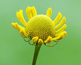 Helenium autumnale.