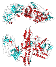 Tossina botulinica 3BTA